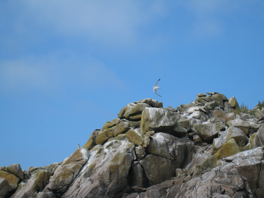 Birds (07-13-2011 11:13)