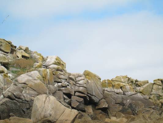 Birds (07-13-2011 11:13)