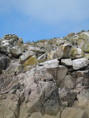 Birds (07-13-2011 11:13)