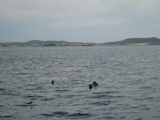 Puffins (07-13-2011 11:18)