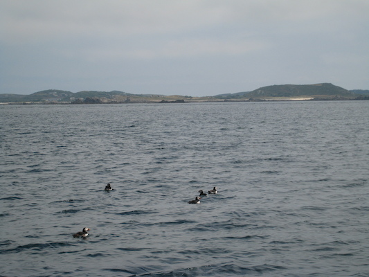 Puffins (07-13-2011 11:18)