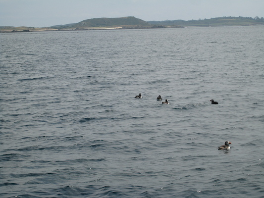 Puffins (07-13-2011 11:18)