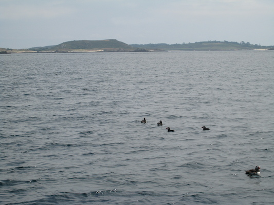 Puffins (07-13-2011 11:18)