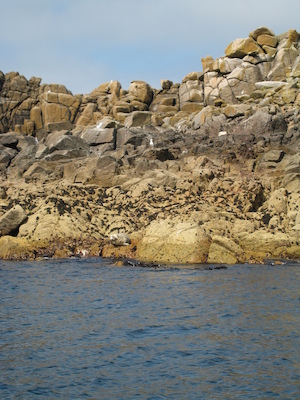Seal (07-13-2011 11:20)