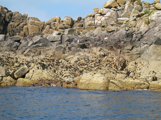 Seals (07-13-2011 11:20)