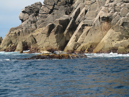 Seals (07-13-2011 11:21)