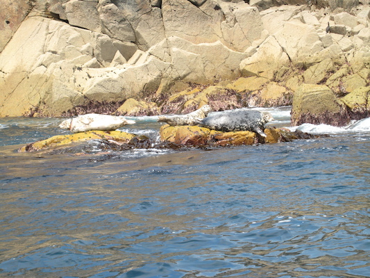 Seals (07-13-2011 11:22)