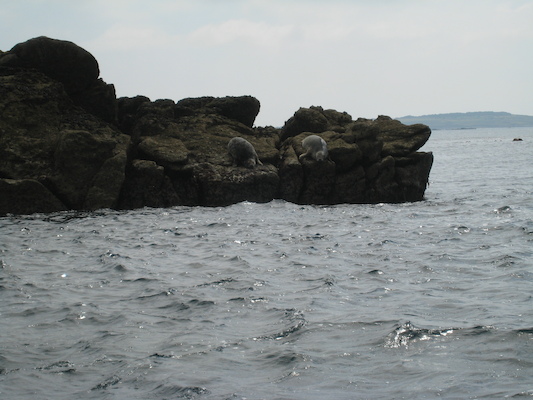 Seals (07-13-2011 11:28)