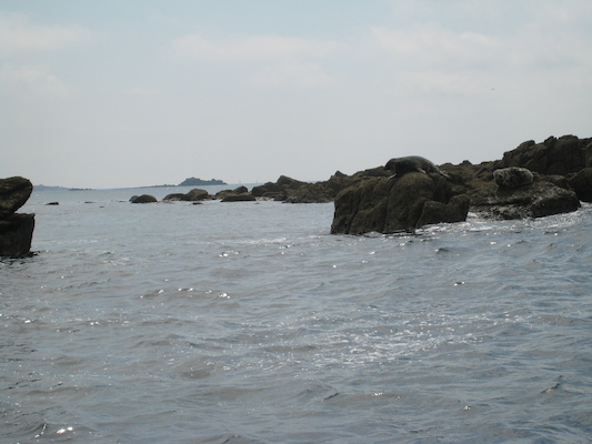 Seals (07-13-2011 11:29)