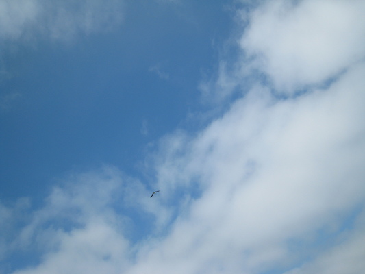 Bird (07-13-2011 11:39)