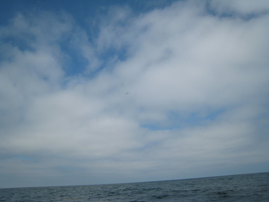 Bird (07-13-2011 11:39)