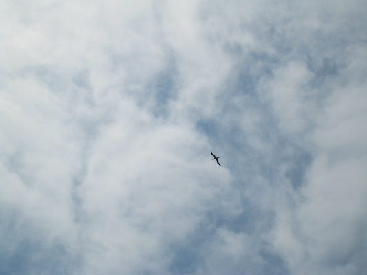 Bird (07-13-2011 11:46)