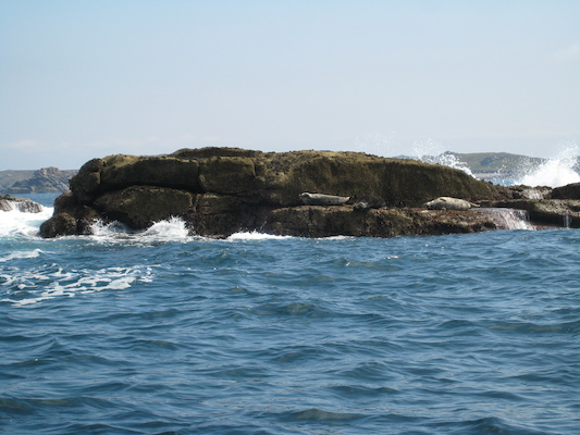 Seals (07-13-2011 11:47)