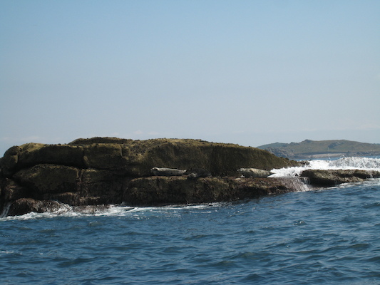 Seals (07-13-2011 11:47)