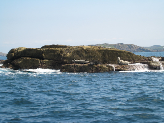 Seals (07-13-2011 11:47)