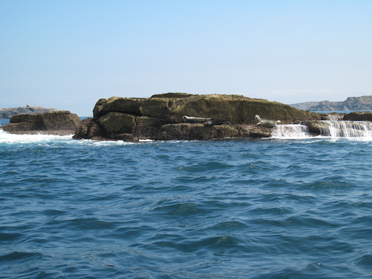 Seals (07-13-2011 11:47)