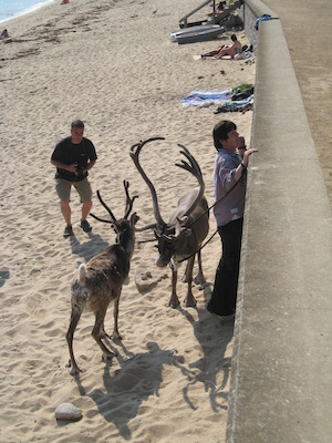 Reindeer... on the beach (07-13-2011 17:07)