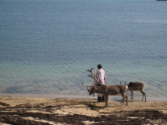 Reindeer... on the beach (07-13-2011 17:14)