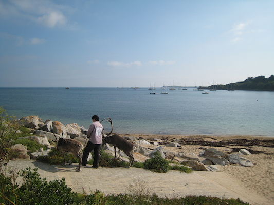 Reindeer... on the beach (07-13-2011 17:16)