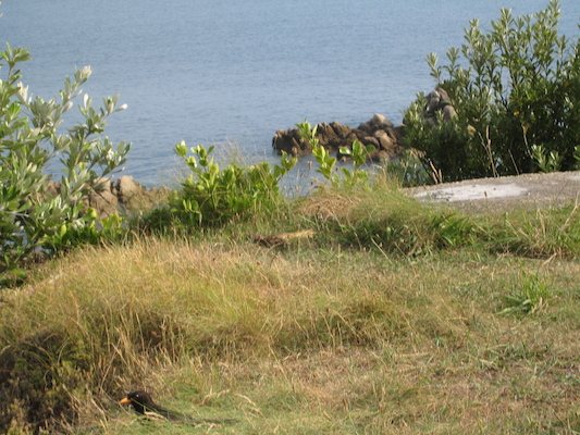 Bird (07-13-2011 18:11)