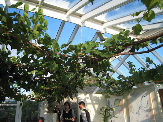 The grape vine at the conservatory (07-13-2011 19:42)