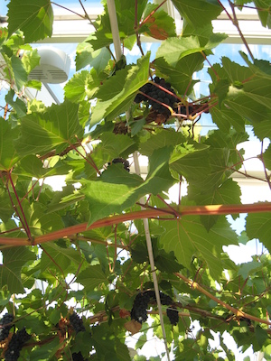 The grape vine at the conservatory (07-13-2011 19:42)
