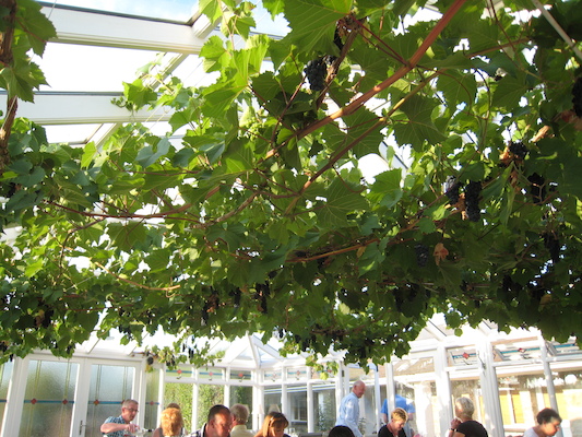 The grape vine at the conservatory (07-13-2011 20:01)