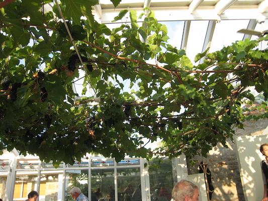 The grape vine at the conservatory (07-13-2011 20:01)