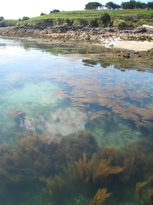 Seaweed at St. Agnes (07-14-2011 10:44)