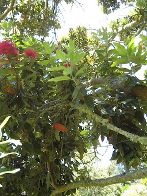 Cool tree (07-14-2011 13:17)