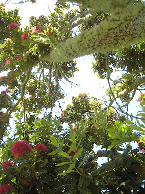 Cool tree (07-14-2011 13:17)