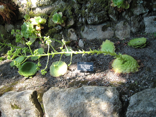 Abbey gardens (07-14-2011 13:34)