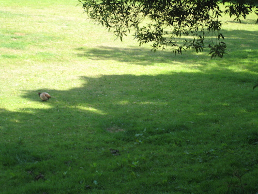 Pheasants? (07-14-2011 14:11)