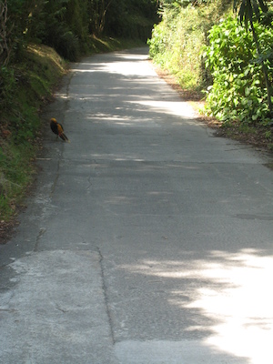 Pheasants? (07-14-2011 14:17)