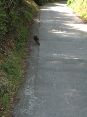 Pheasants? (07-14-2011 14:17)