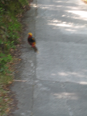 Pheasants? (07-14-2011 14:17)