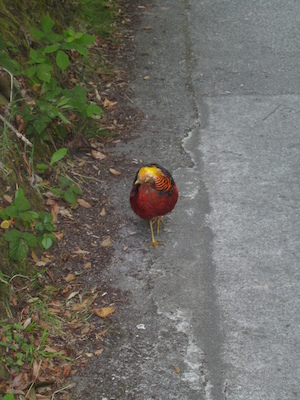 Pheasants? (07-14-2011 14:17)