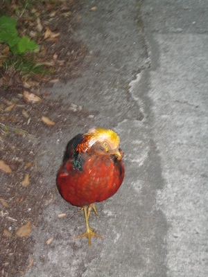 Pheasants? (07-14-2011 14:17)