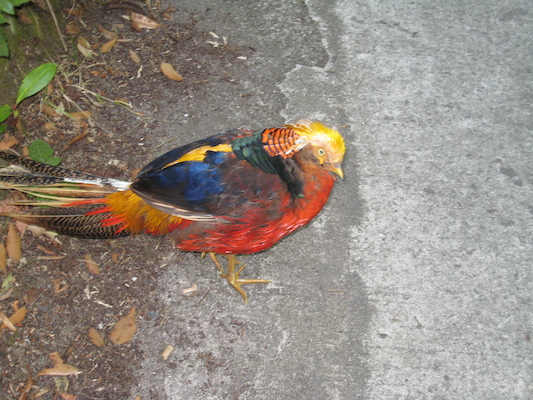 Pheasants? (07-14-2011 14:18)