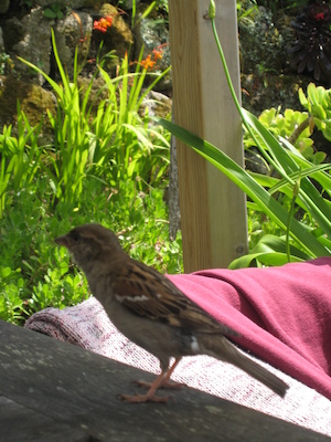 Cheeky sparrow (07-14-2011 14:51)