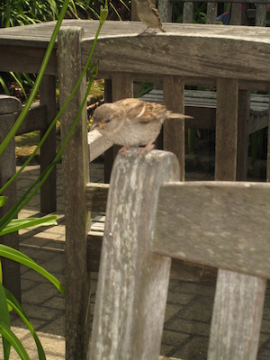 Cheeky sparrow (07-14-2011 14:52)