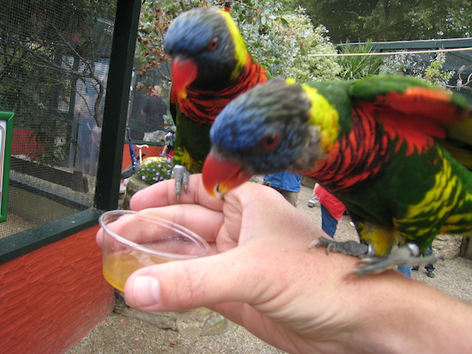 The lorikeets on Ben (07-15-2011 14:01)