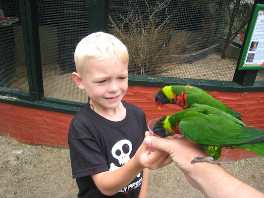 Cole and the lorikeets (07-15-2011 14:01)