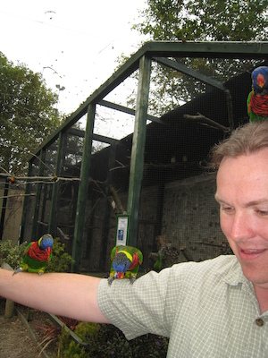 The lorikeets on Ben (07-15-2011 14:02)