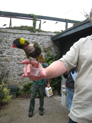 The lorikeets on Ben (by Tim) (07-15-2011 14:03)