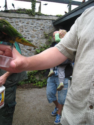 The lorikeets on Ben (by Tim) (07-15-2011 14:03)