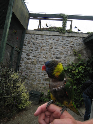 The lorikeets on Ben (by Tim) (07-15-2011 14:03)