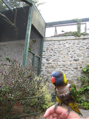 The lorikeets on Ben (by Tim) (07-15-2011 14:03)