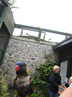 The lorikeets on Ben (by Tim) (07-15-2011 14:03)