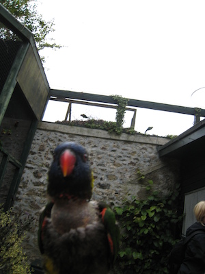The lorikeets on Ben (by Tim) (07-15-2011 14:03)